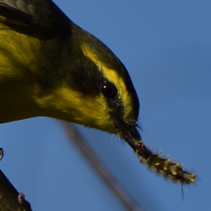 Yellow-browed Tyrant - Alejandro Figueroa Varela