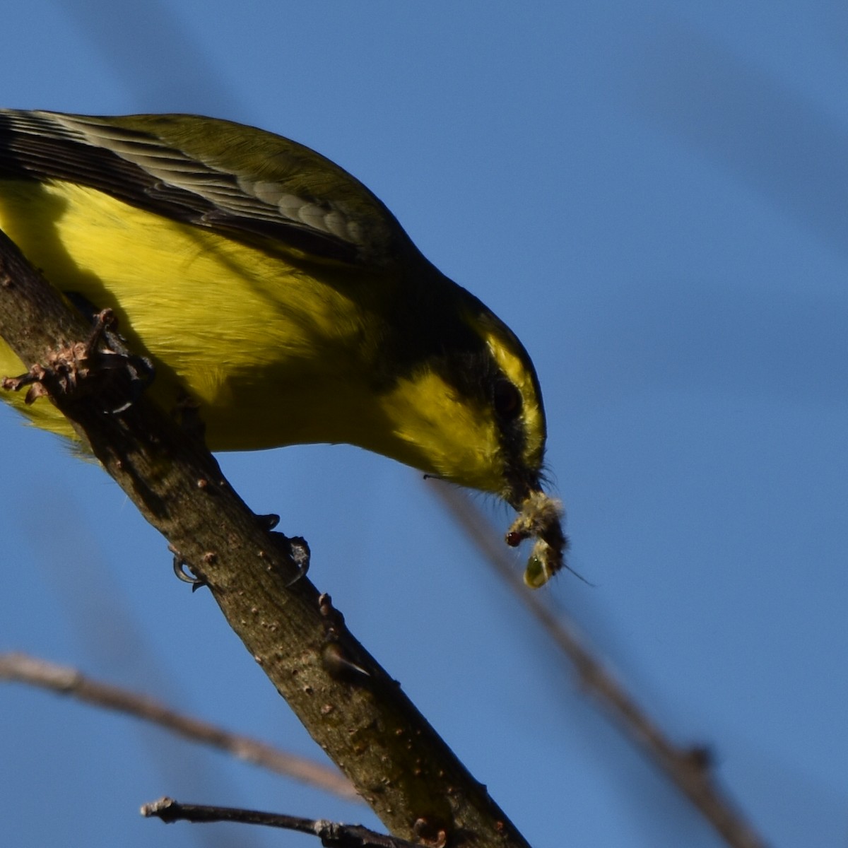 Yellow-browed Tyrant - Alejandro Figueroa Varela