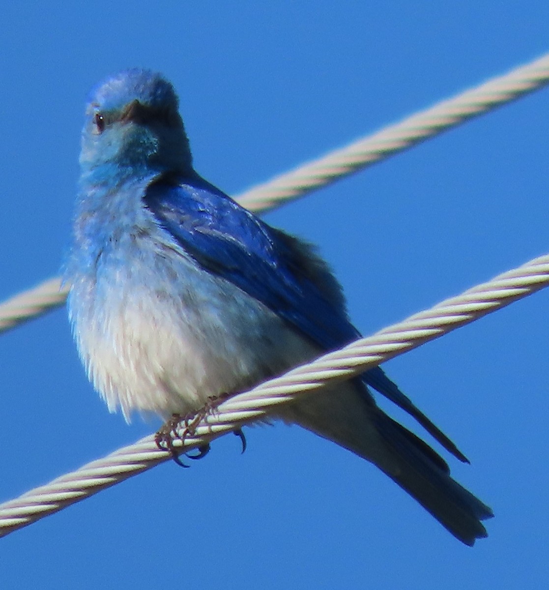 Mountain Bluebird - BEN BAILEY