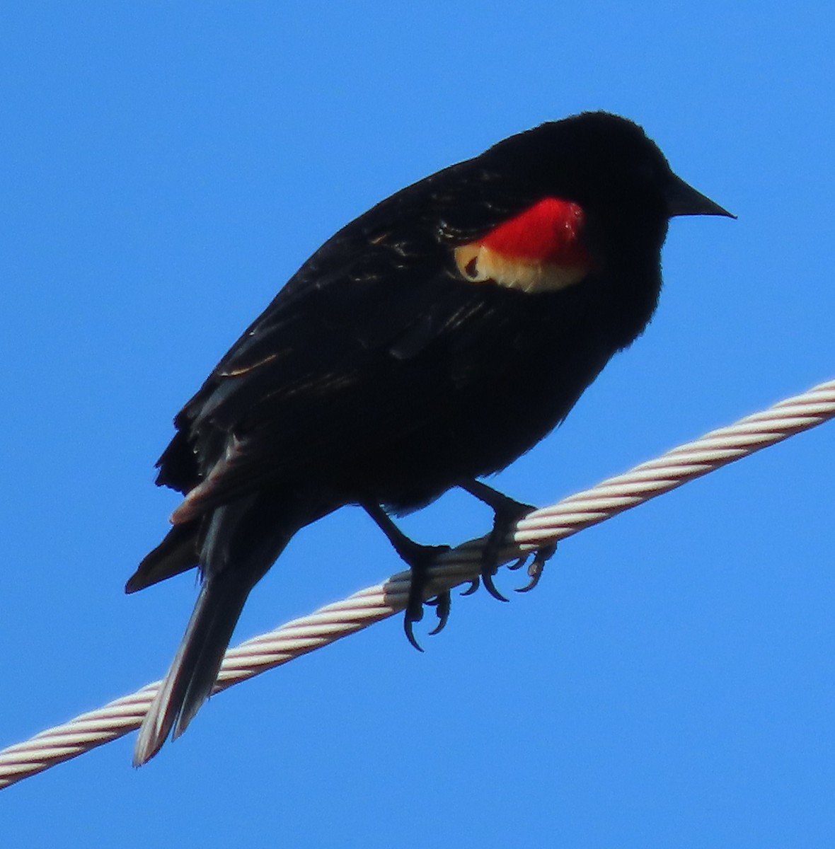 Red-winged Blackbird - BEN BAILEY