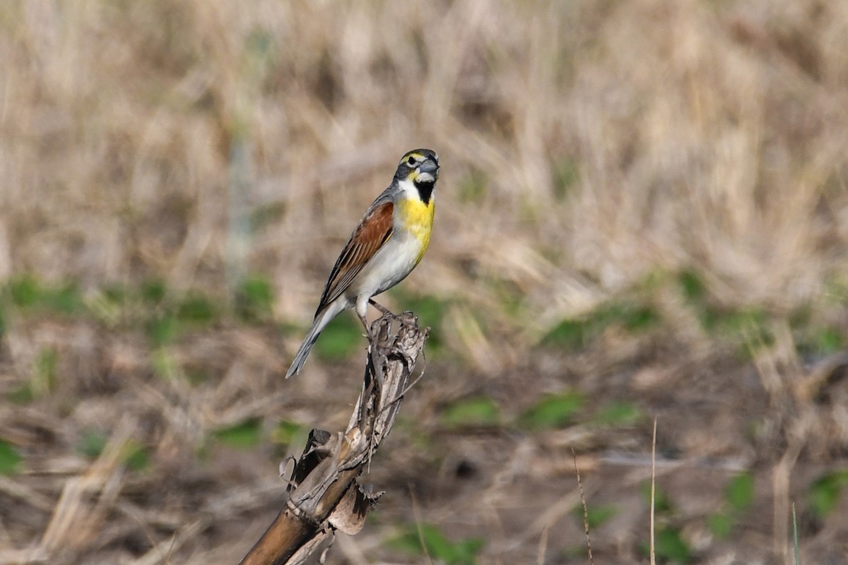 Dickcissel - ML619236970