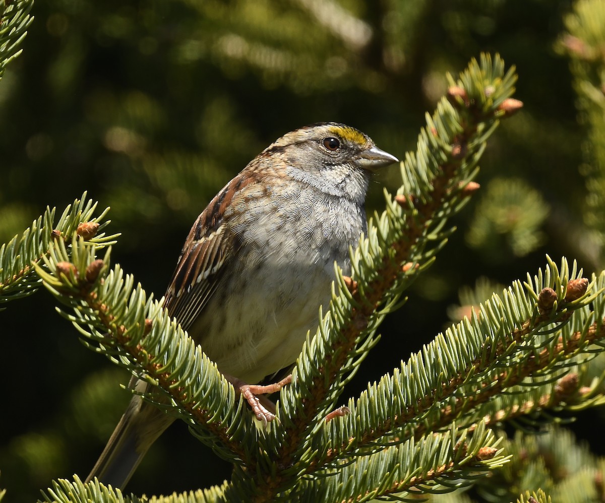 White-throated Sparrow - Denise  McIsaac