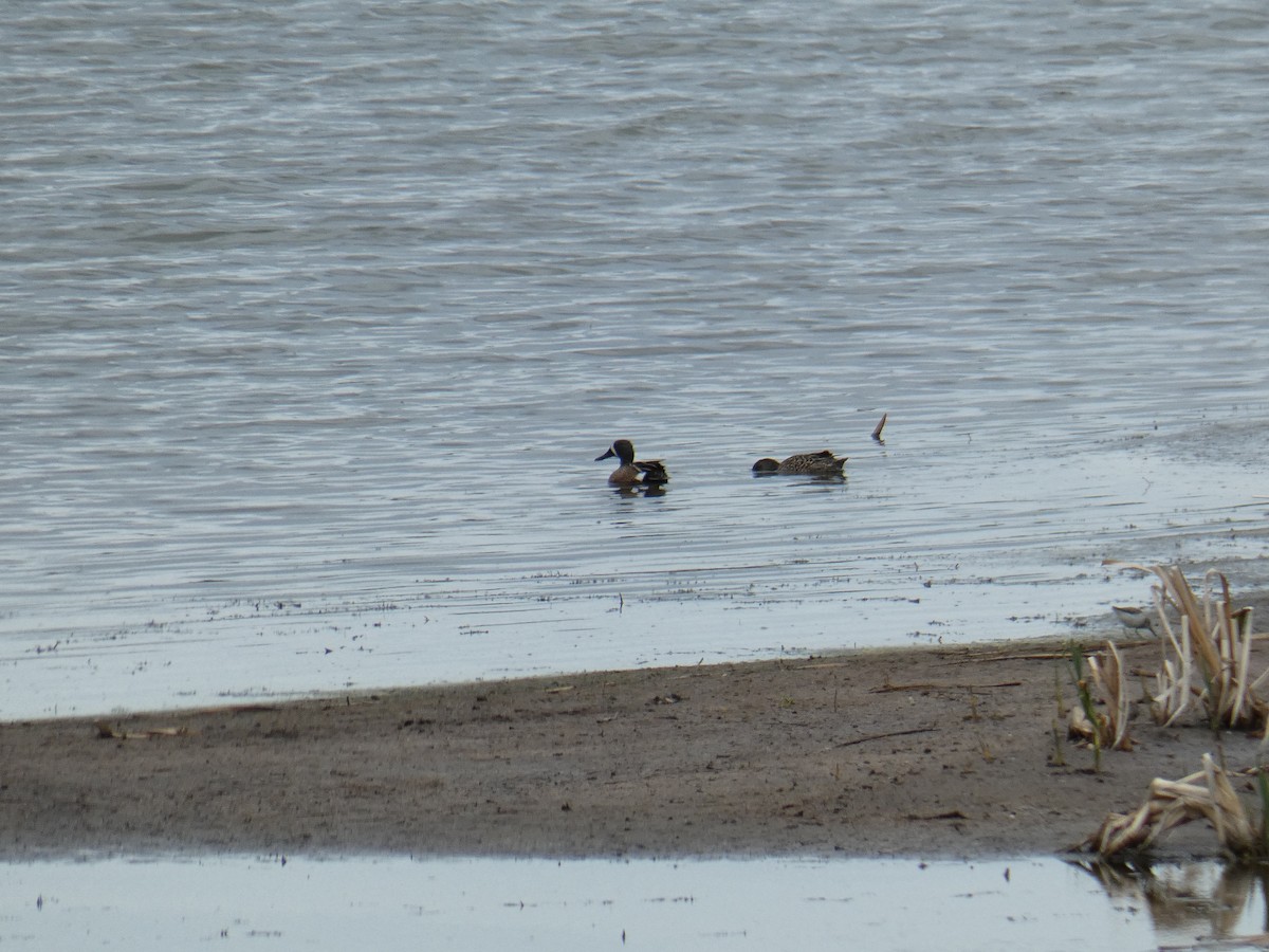 Blue-winged Teal - ML619236991