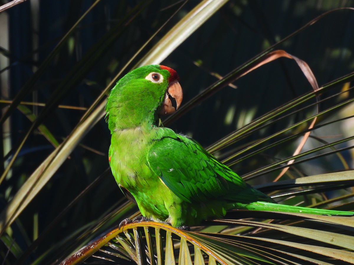 Crimson-fronted Parakeet - Daniela Ruz