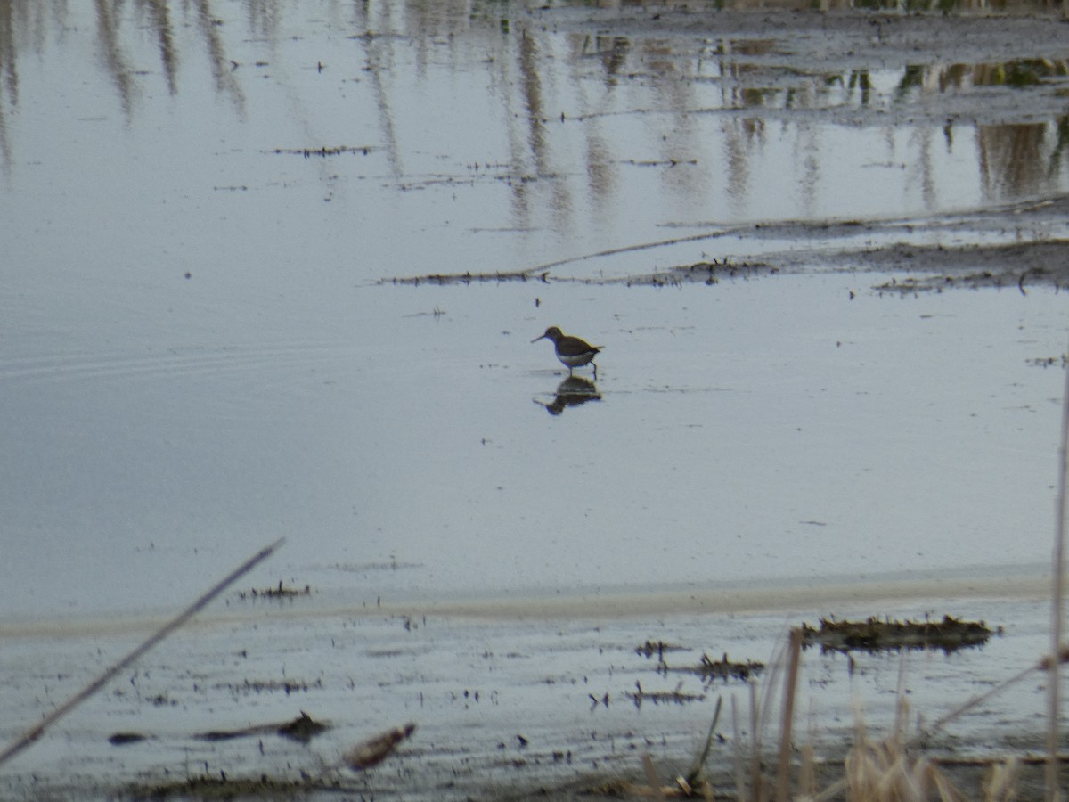 Solitary Sandpiper - ML619237008