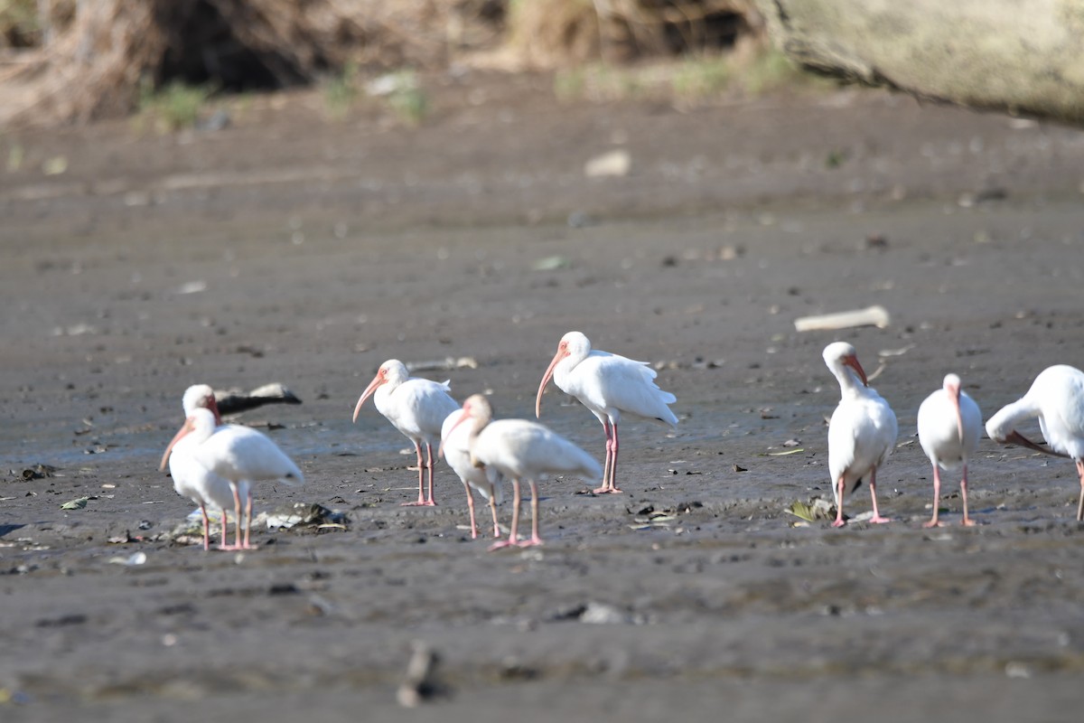 White Ibis - mark perry