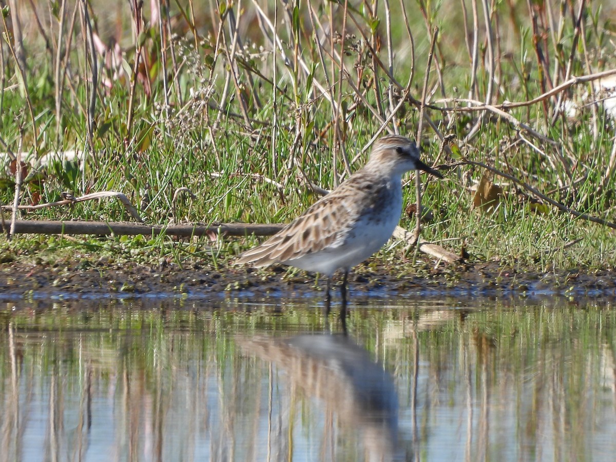 Semipalmated Sandpiper - Kyle Strode