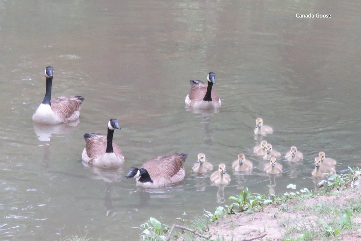 Canada Goose - ML619237035