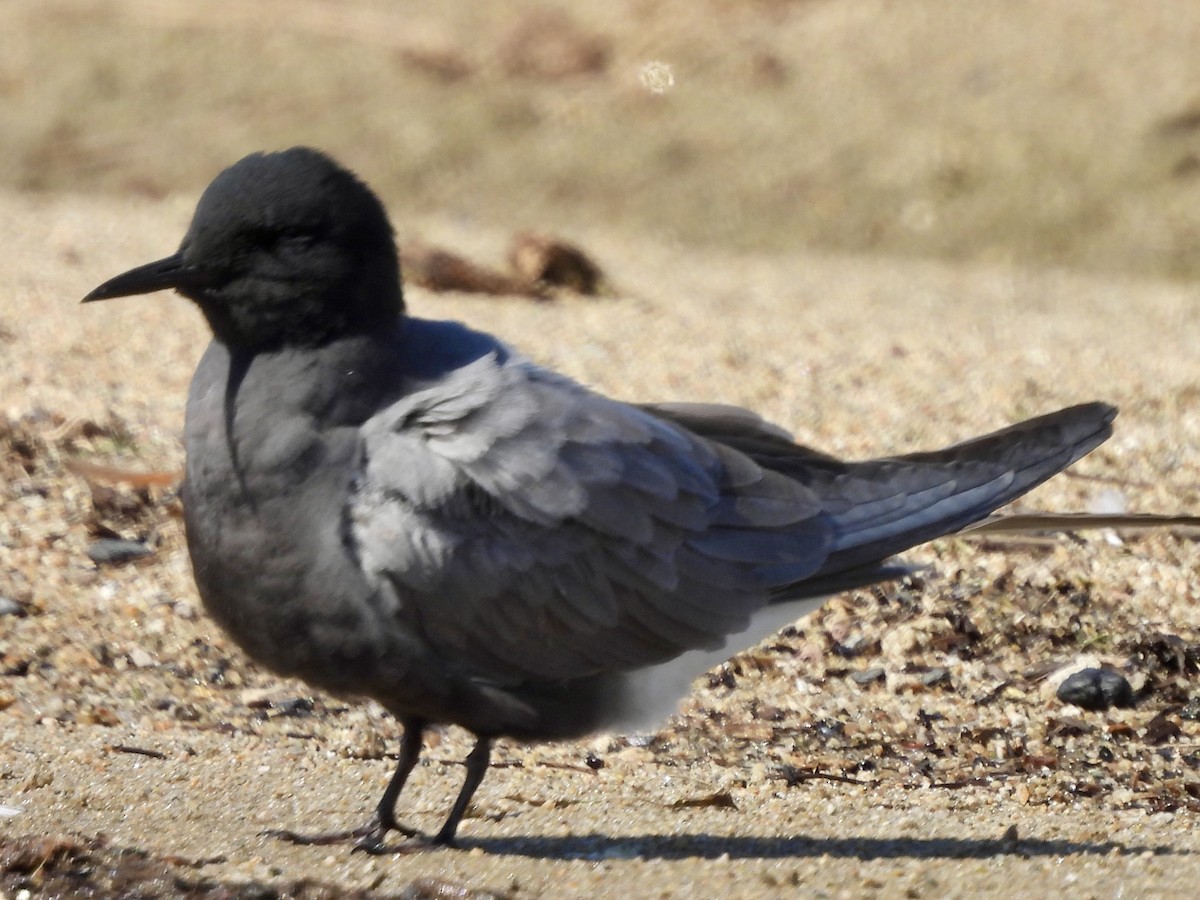 Black Tern - ML619237036