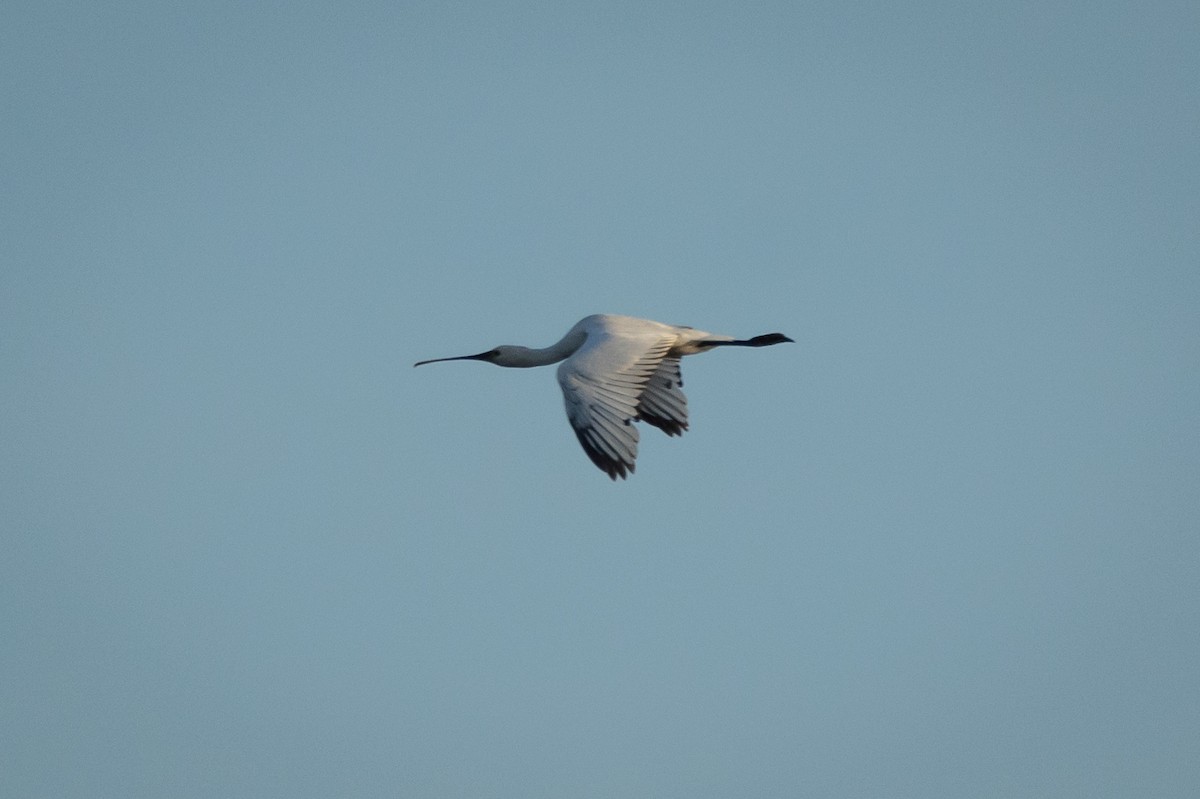 Eurasian Spoonbill - ML619237038