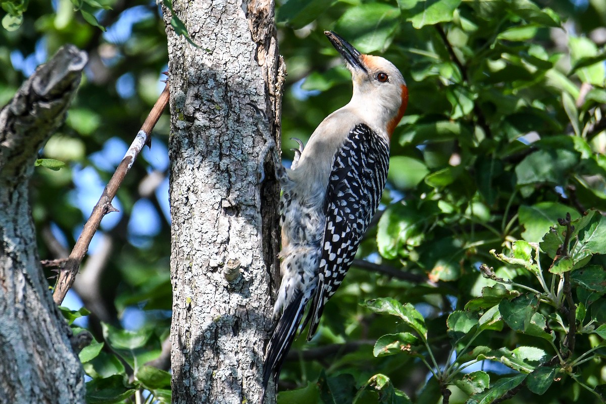 Red-bellied Woodpecker - ML619237047