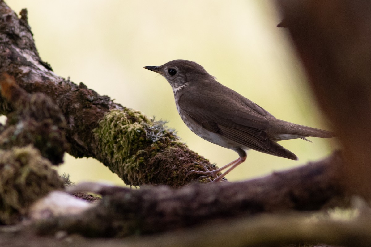 Gray-cheeked Thrush - Rob Fowler