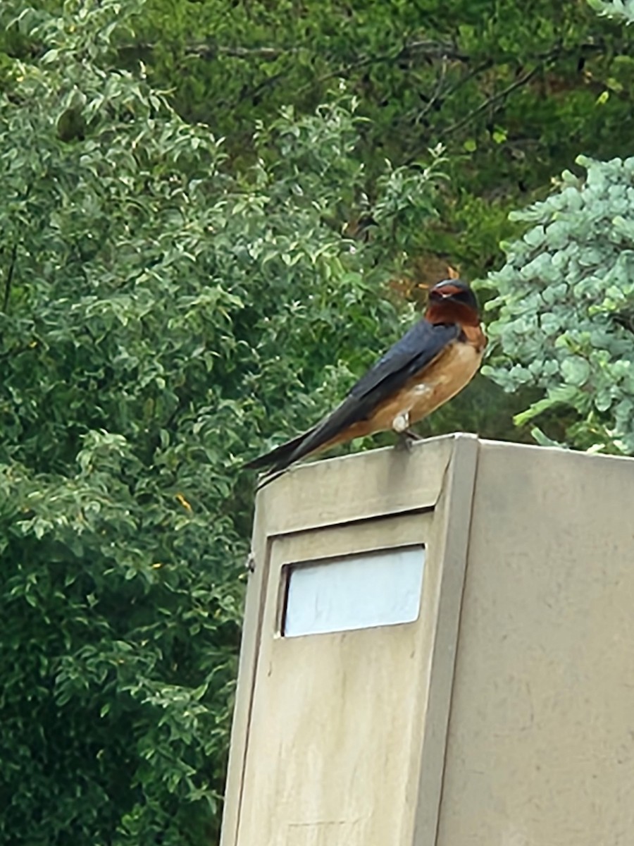 Barn Swallow - ML619237056