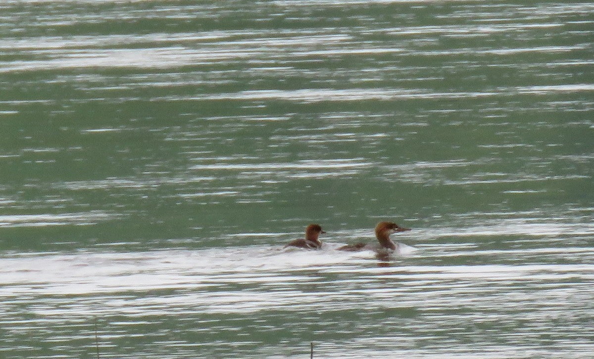 Common Merganser - Joe Hanfman