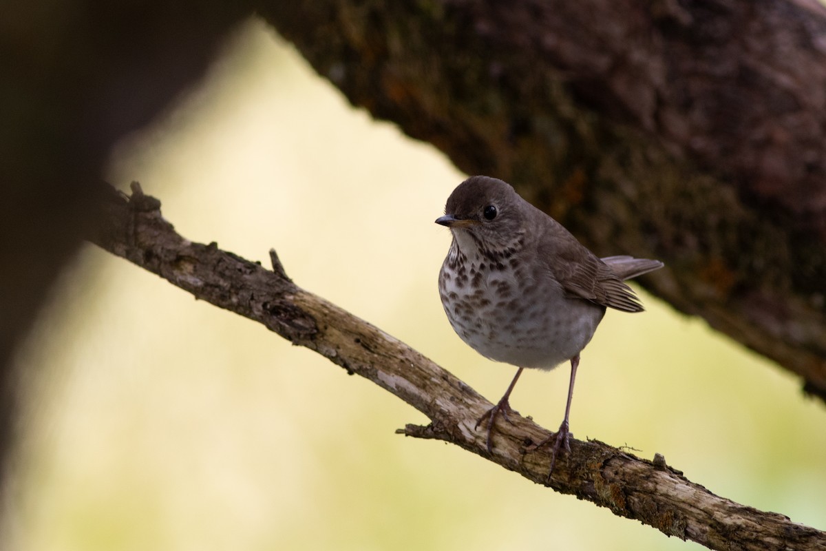 Gray-cheeked Thrush - Rob Fowler