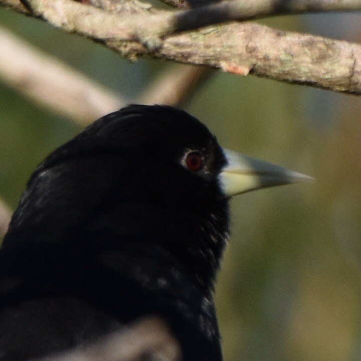 Solitary Black Cacique - ML619237068