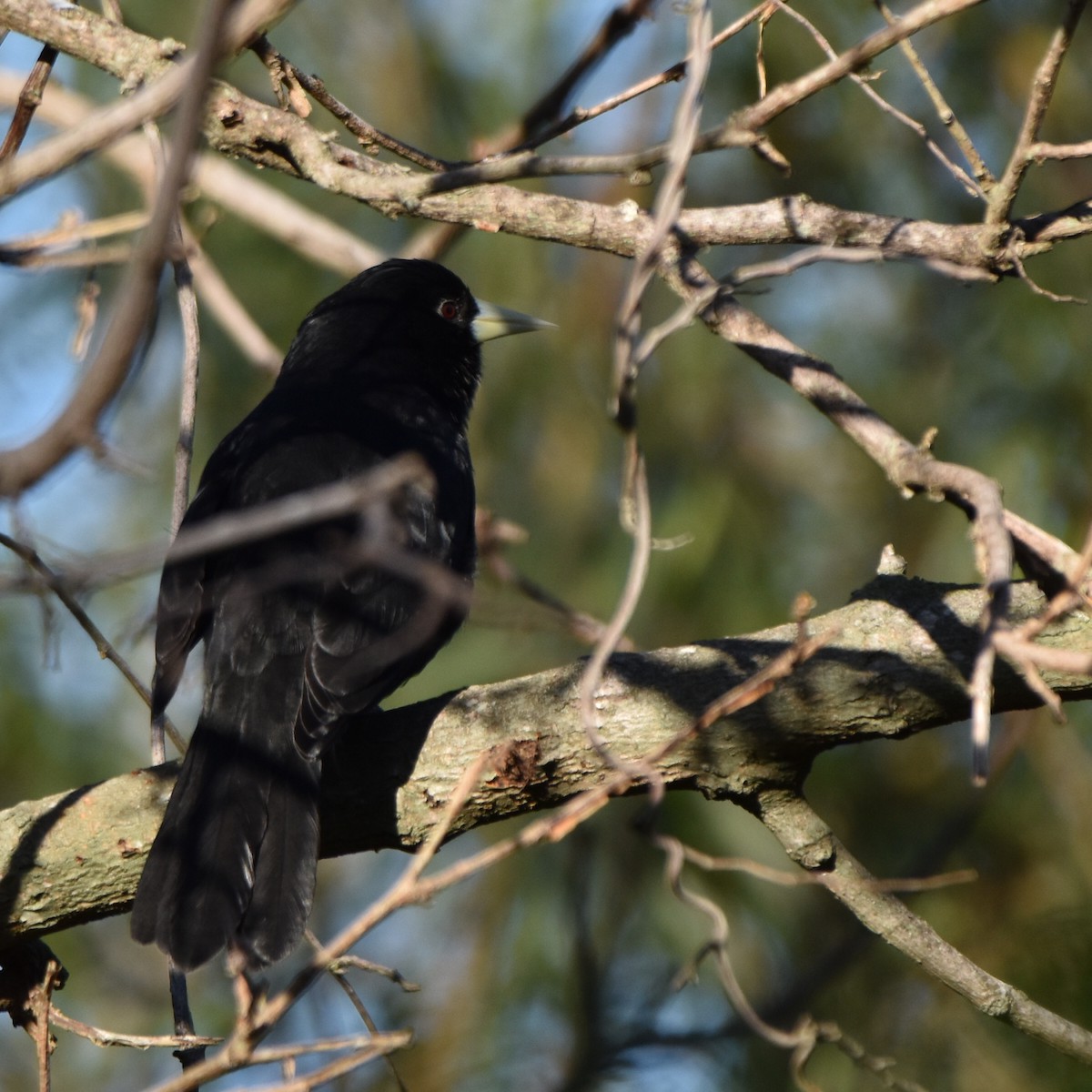 Solitary Black Cacique - Alejandro Figueroa Varela