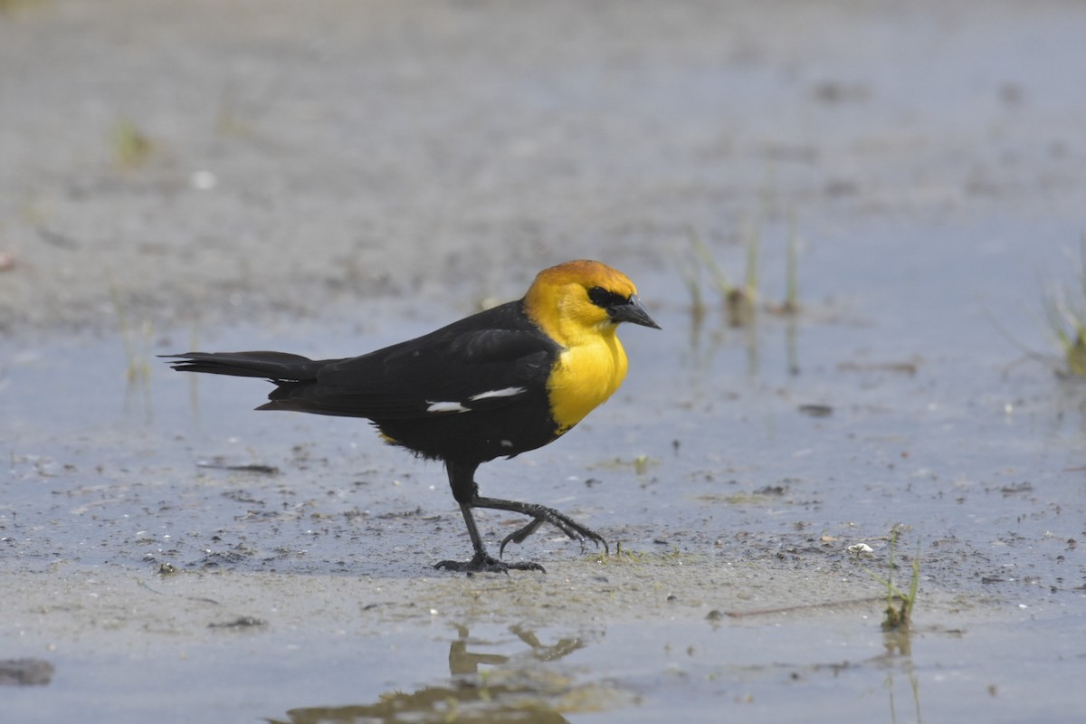 Yellow-headed Blackbird - Heather Pickard