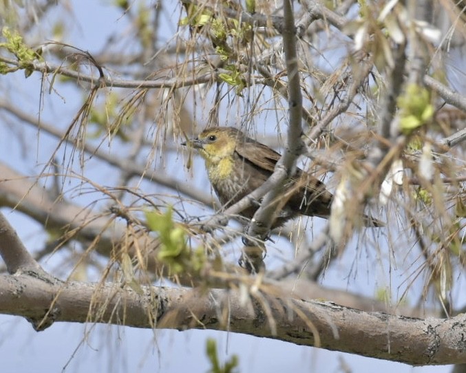 Yellow-headed Blackbird - Heather Pickard