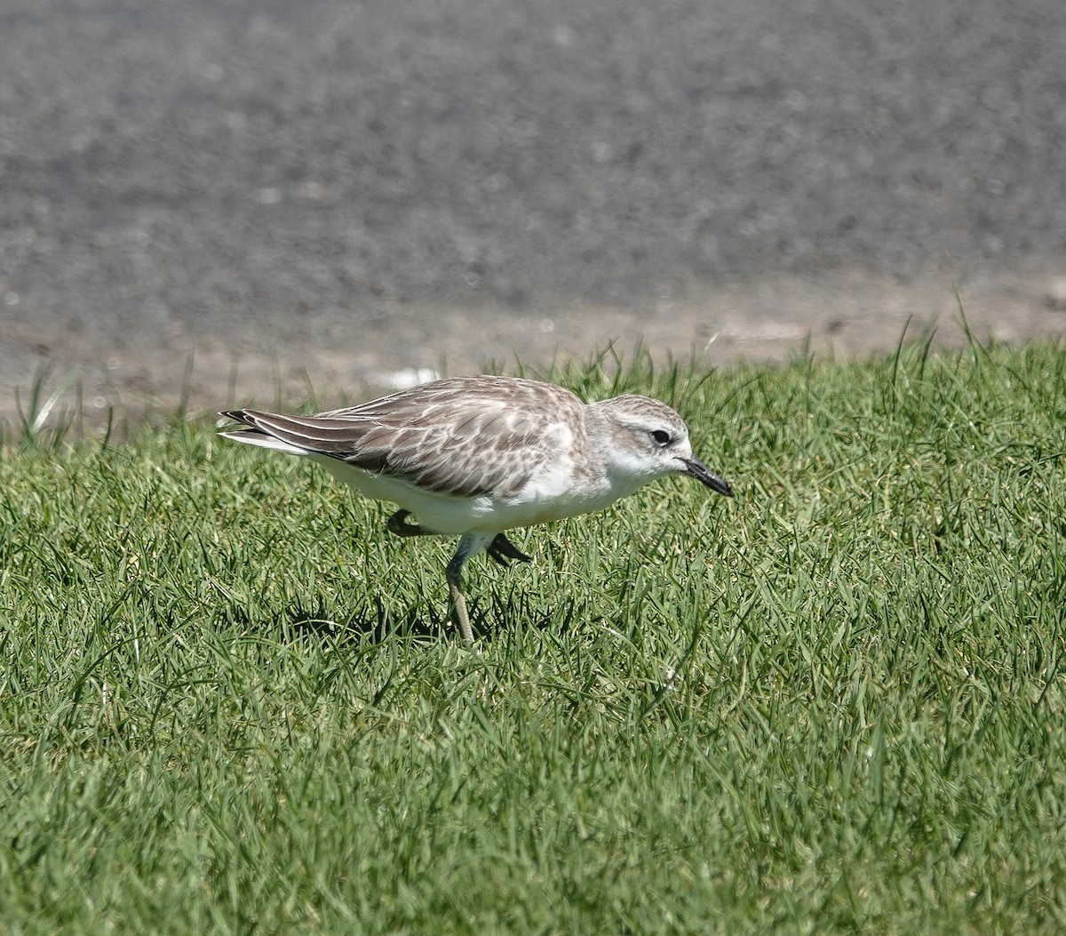 Red-breasted Dotterel - ML619237084