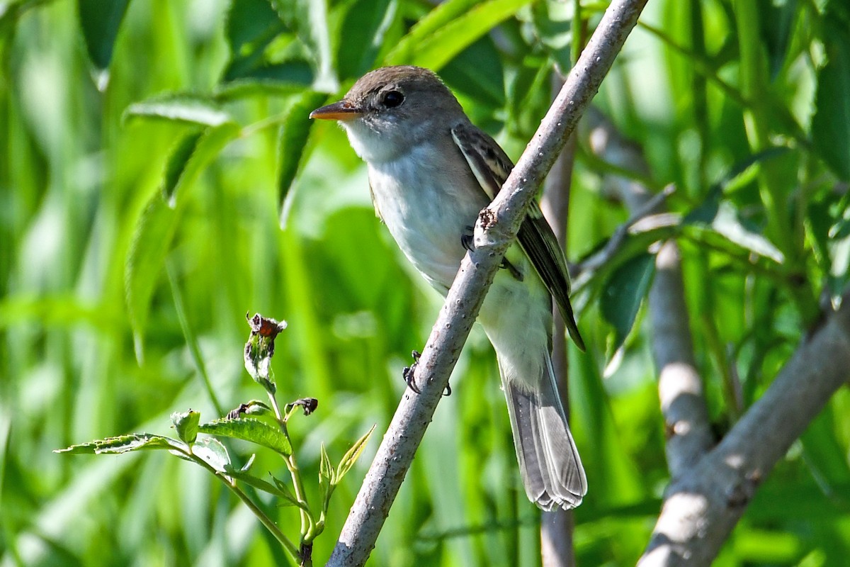 Alder Flycatcher - ML619237086