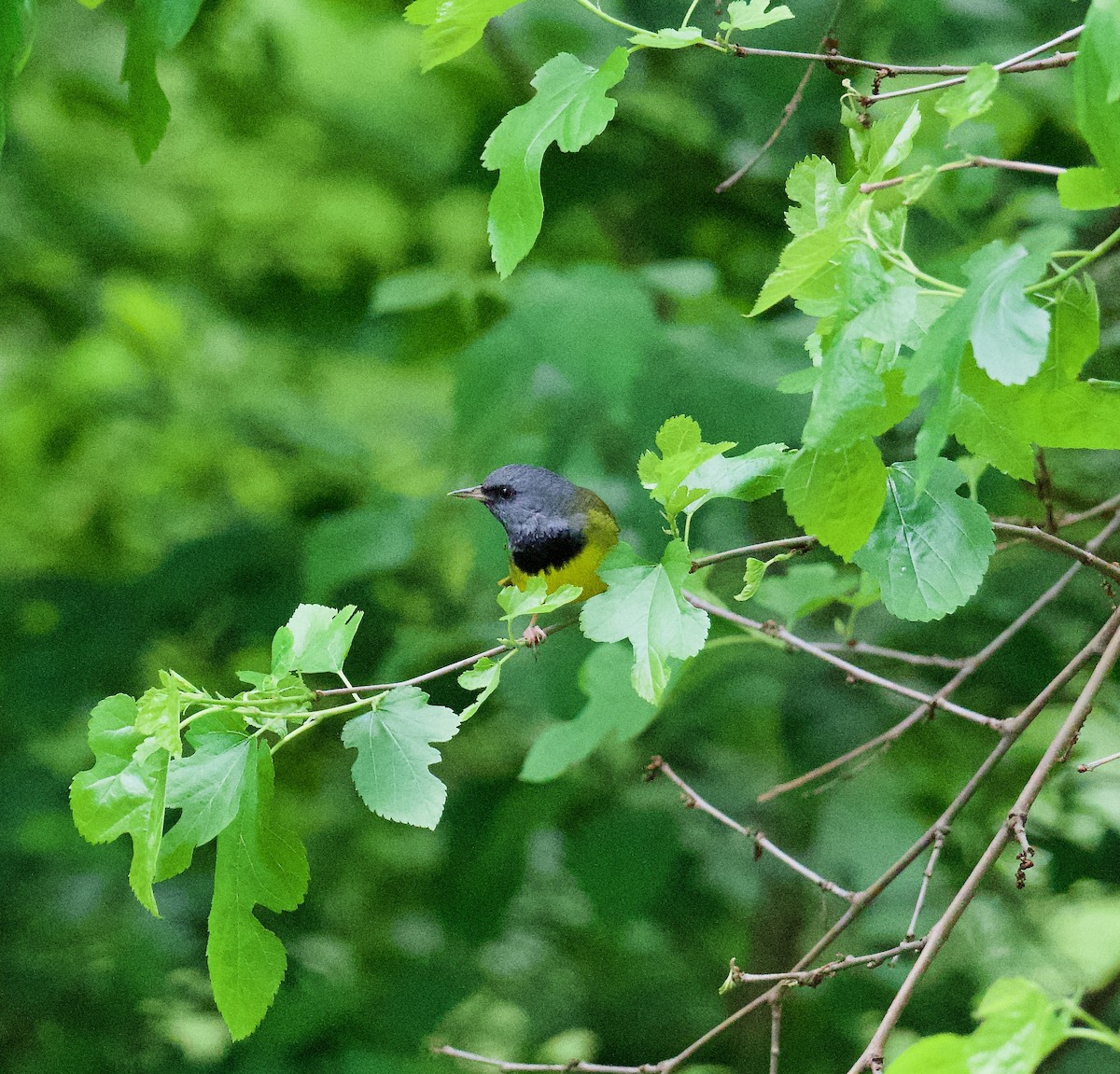 Mourning Warbler - Danny Wyatt