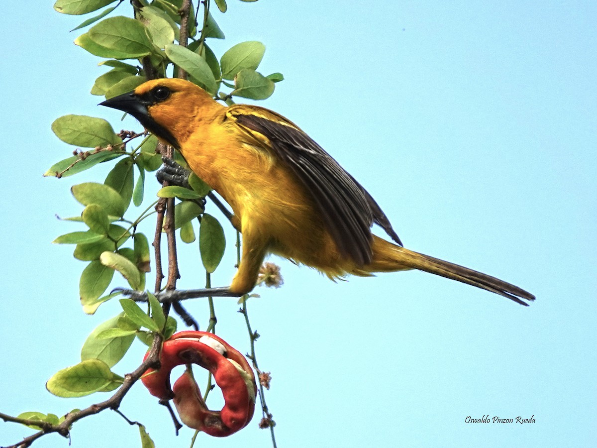 Yellow Oriole - Oswaldo Pinzon Rueda