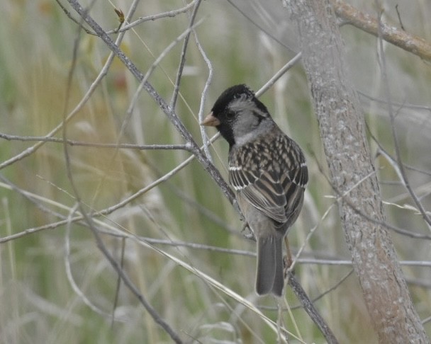 Harris's Sparrow - Heather Pickard