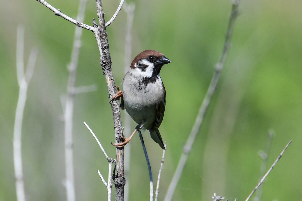 Eurasian Tree Sparrow - ML619237099