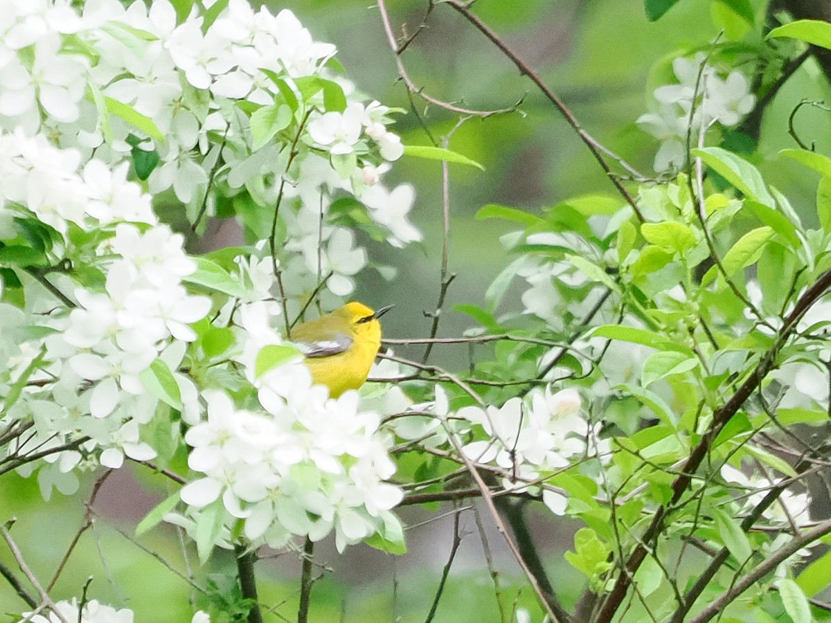 Blue-winged Warbler - Susan Wrisley