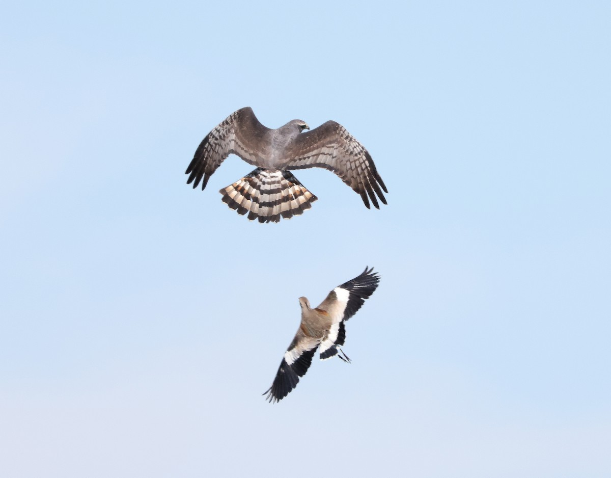 Long-winged Harrier - Hubert Stelmach