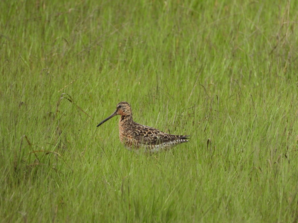 Short-billed Dowitcher - Mandy Gibson