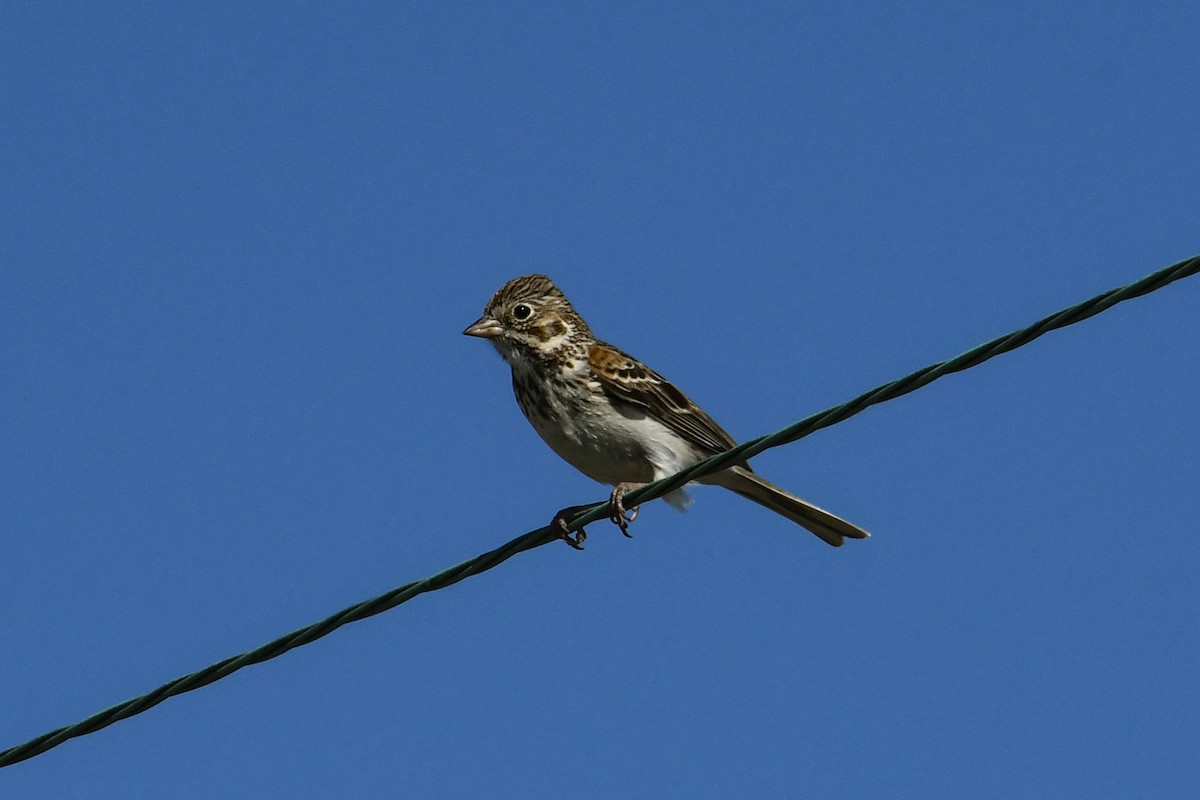 Vesper Sparrow - ML619237131