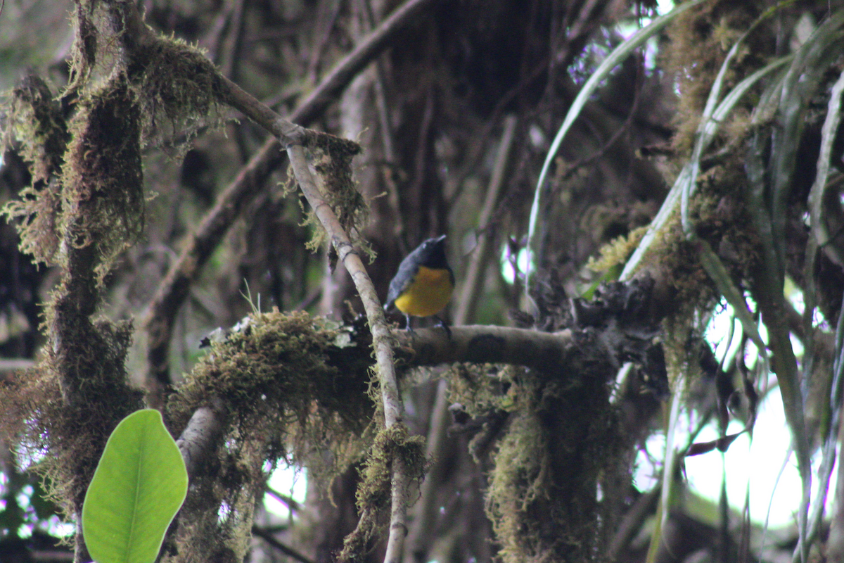 Slate-throated Redstart - Adrian Riascos