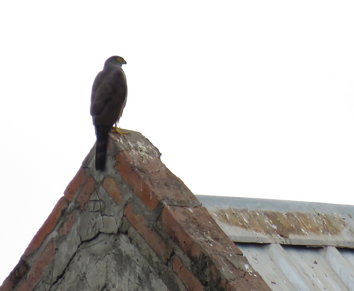 Bicolored Hawk - Marisel Morales