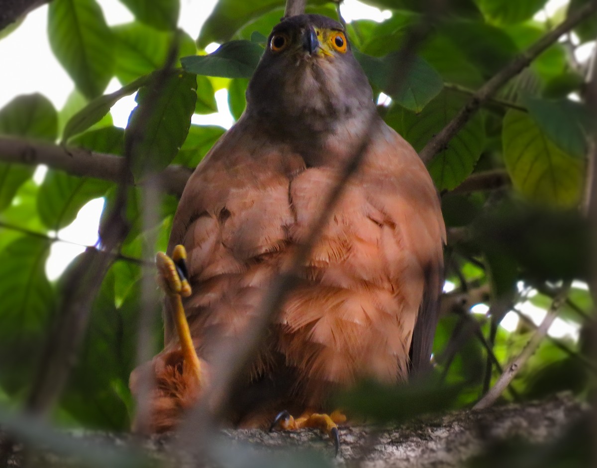 Bicolored Hawk - Marisel Morales