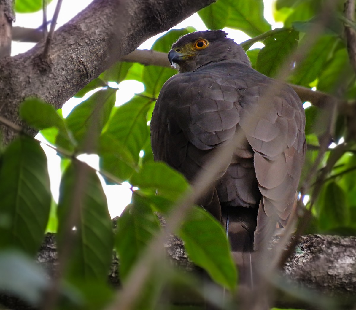 Bicolored Hawk - ML619237168