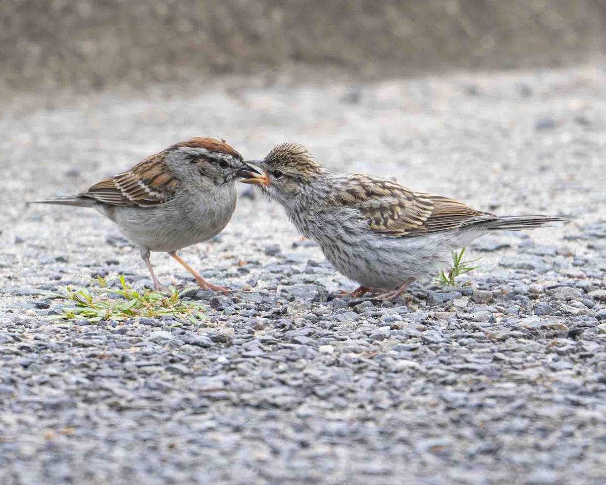 Chipping Sparrow - ML619237190