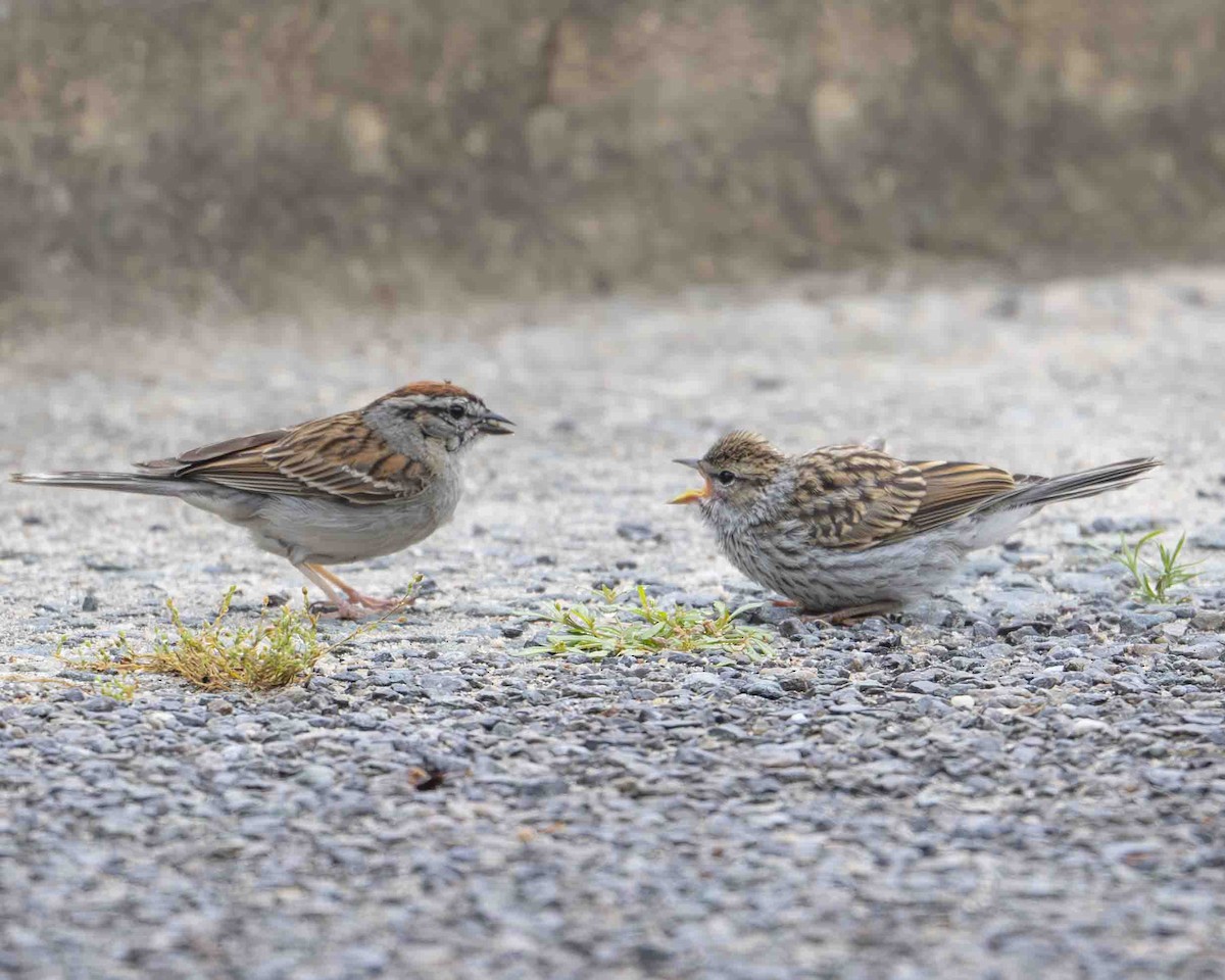 Chipping Sparrow - ML619237191