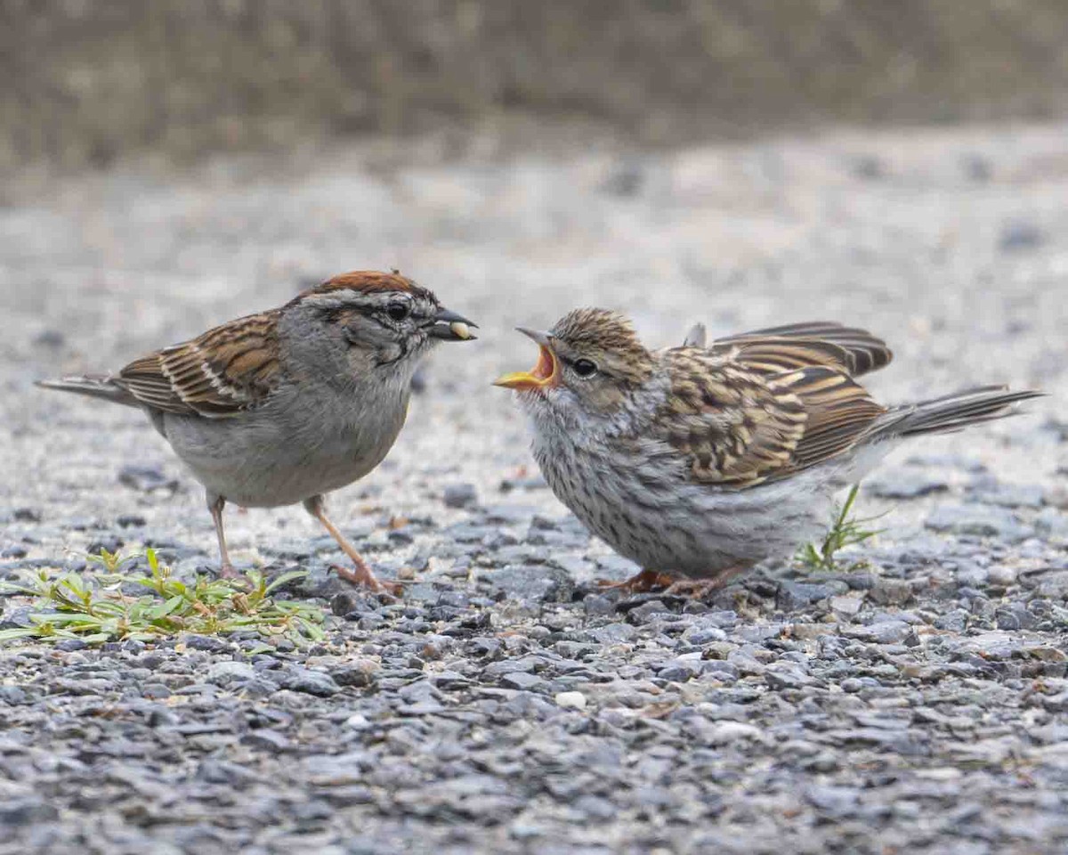 Chipping Sparrow - Gary Hofing