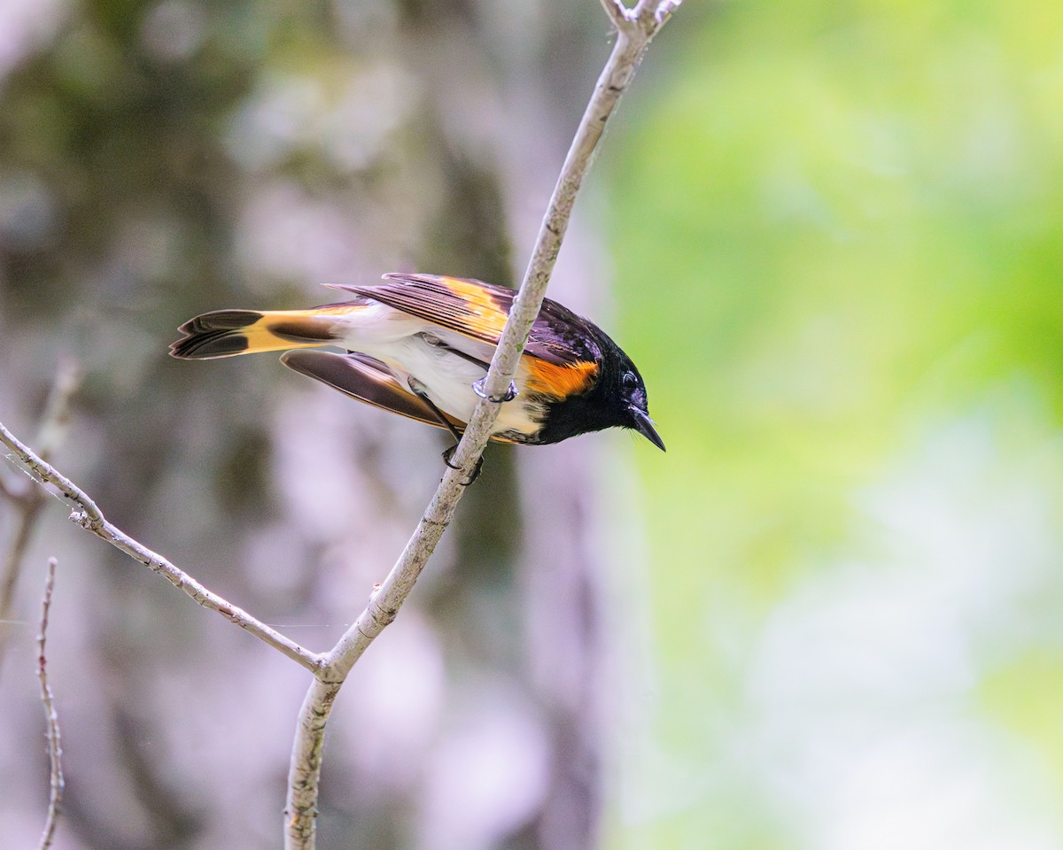 American Redstart - ML619237194