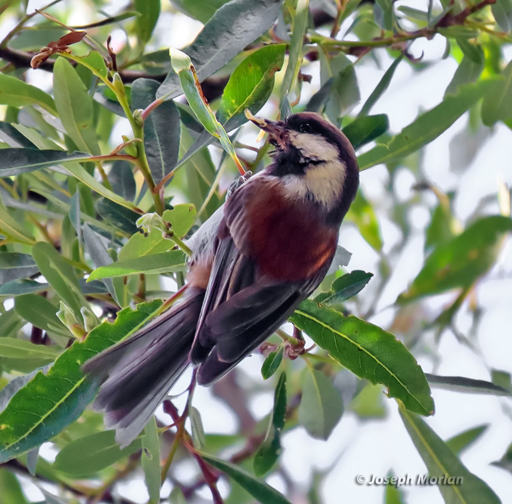 Chestnut-backed Chickadee - ML619237195