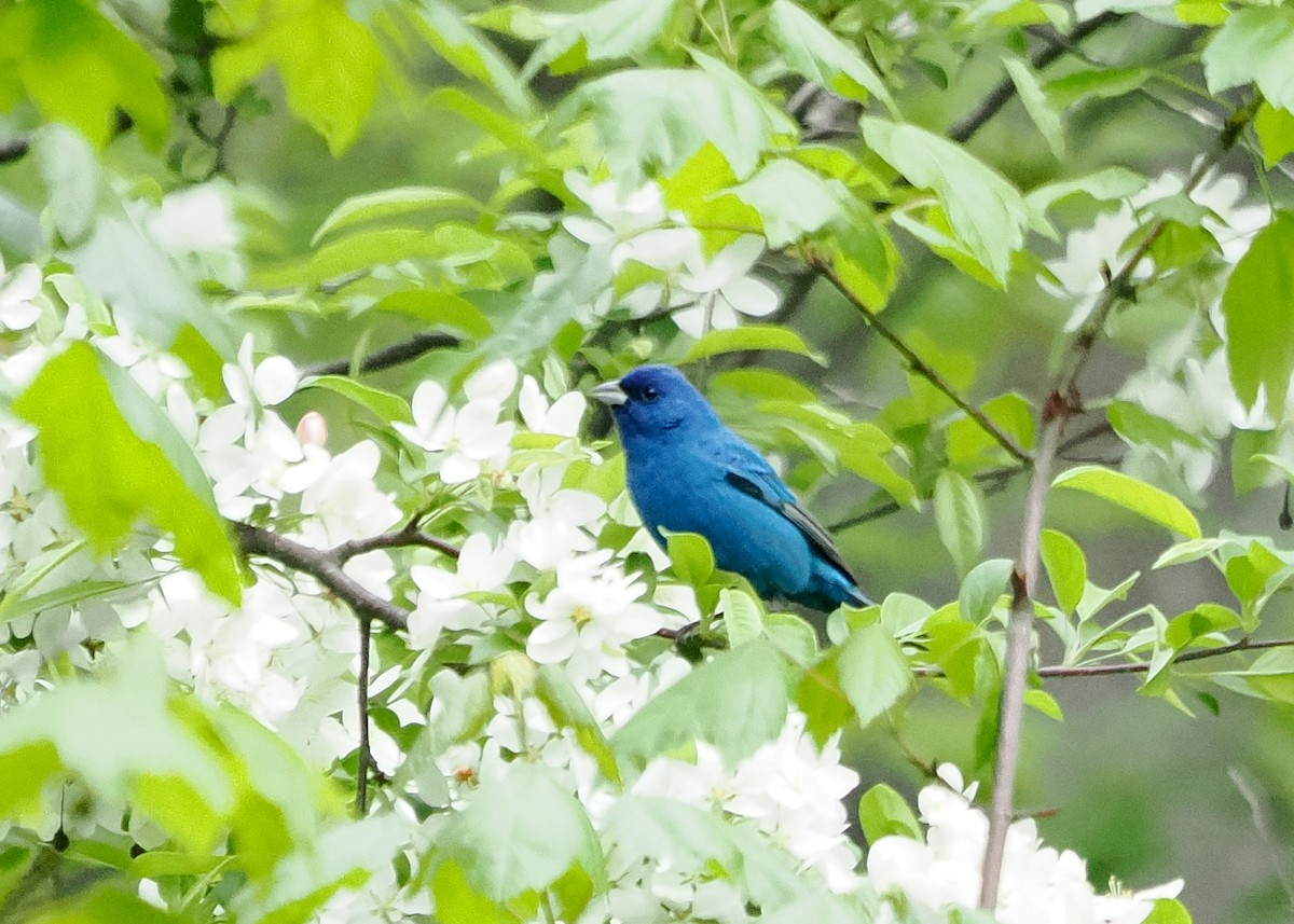 Indigo Bunting - Susan Wrisley