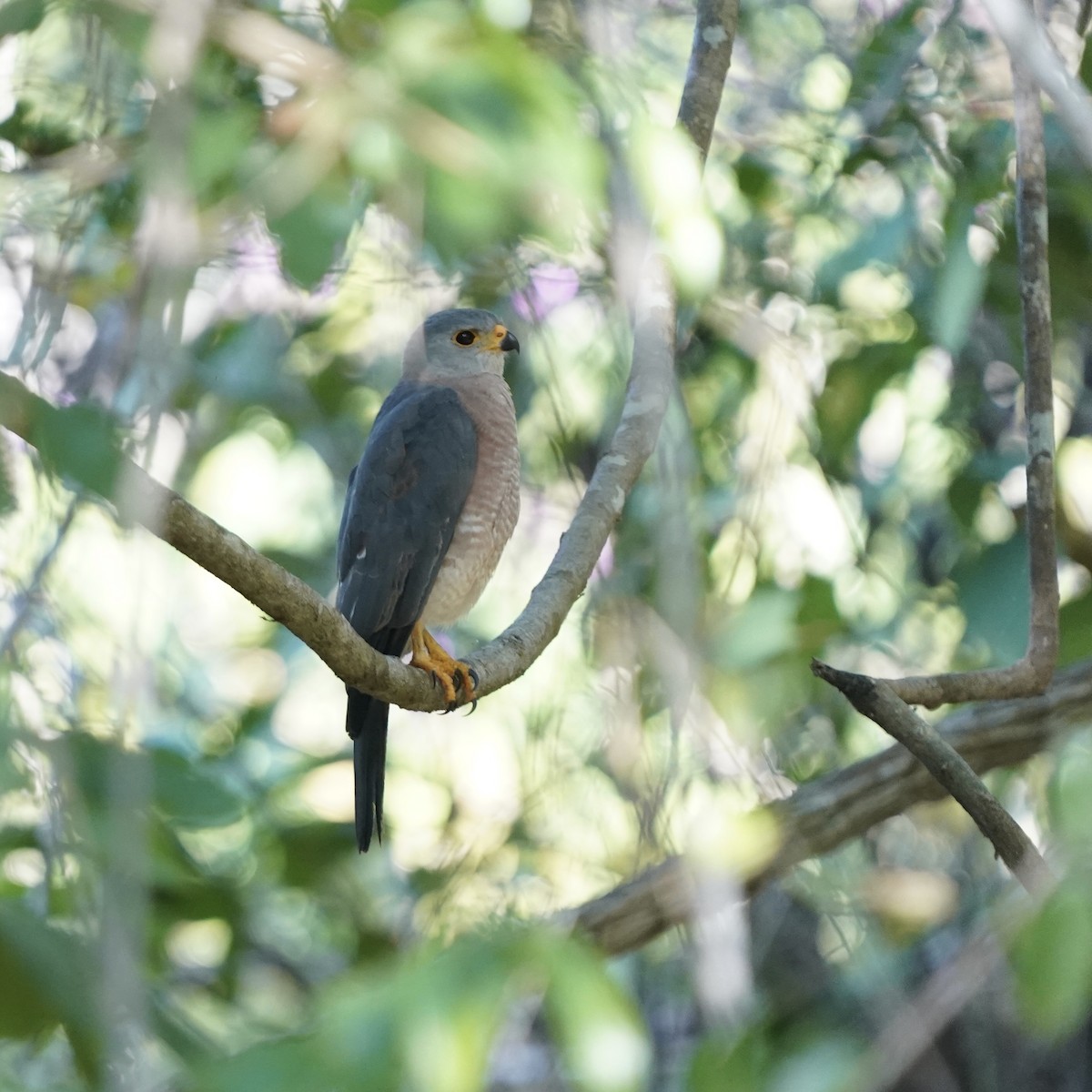 Variable Goshawk (Lesser Sundas) - Simon Thornhill