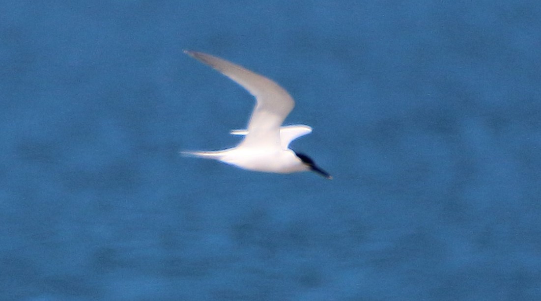 Sandwich Tern (Eurasian) - bousquet francois