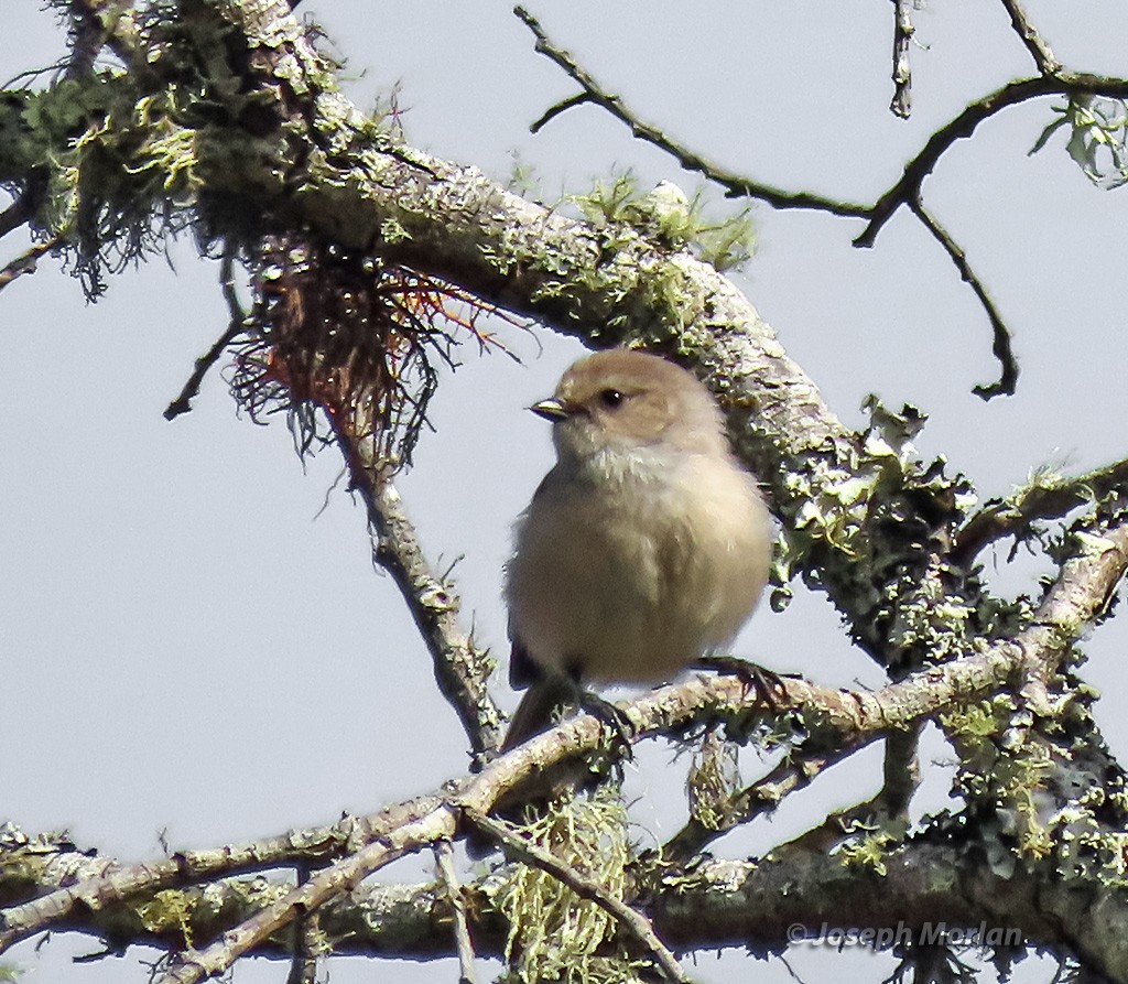 Bushtit - ML619237208