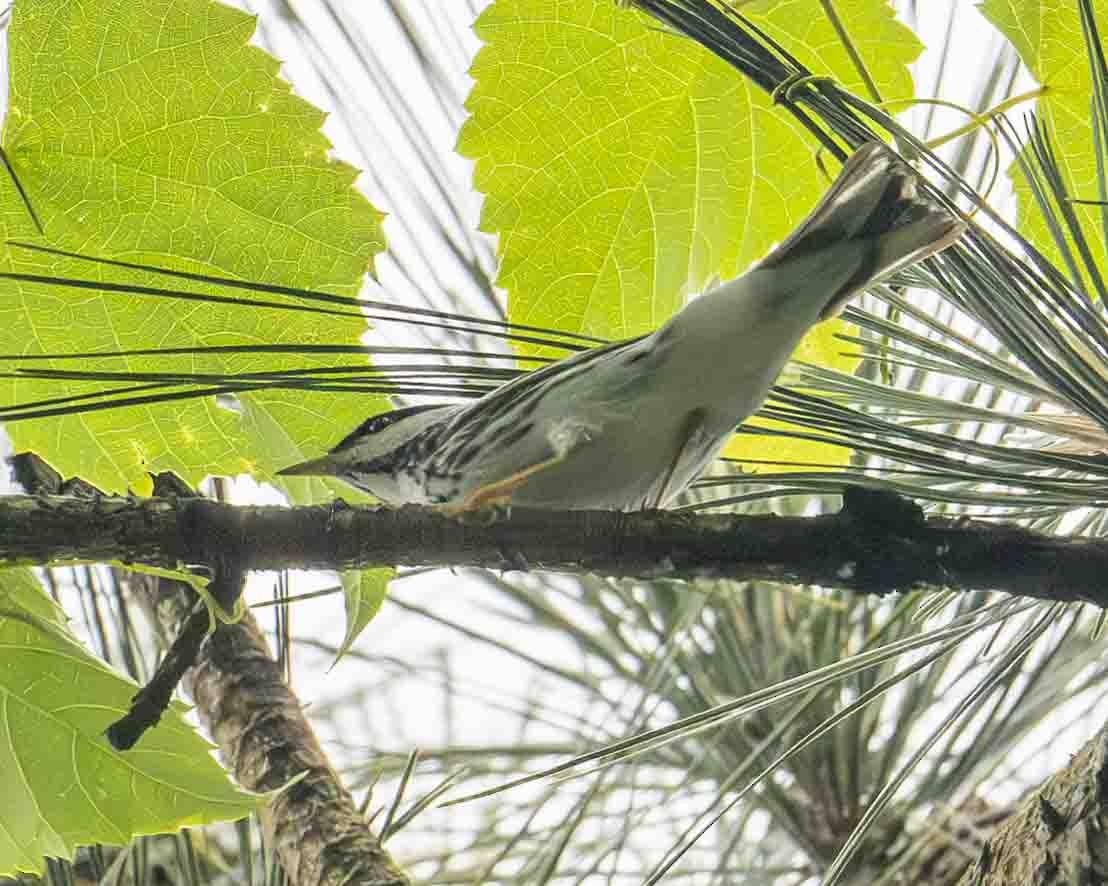 Paruline rayée - ML619237212