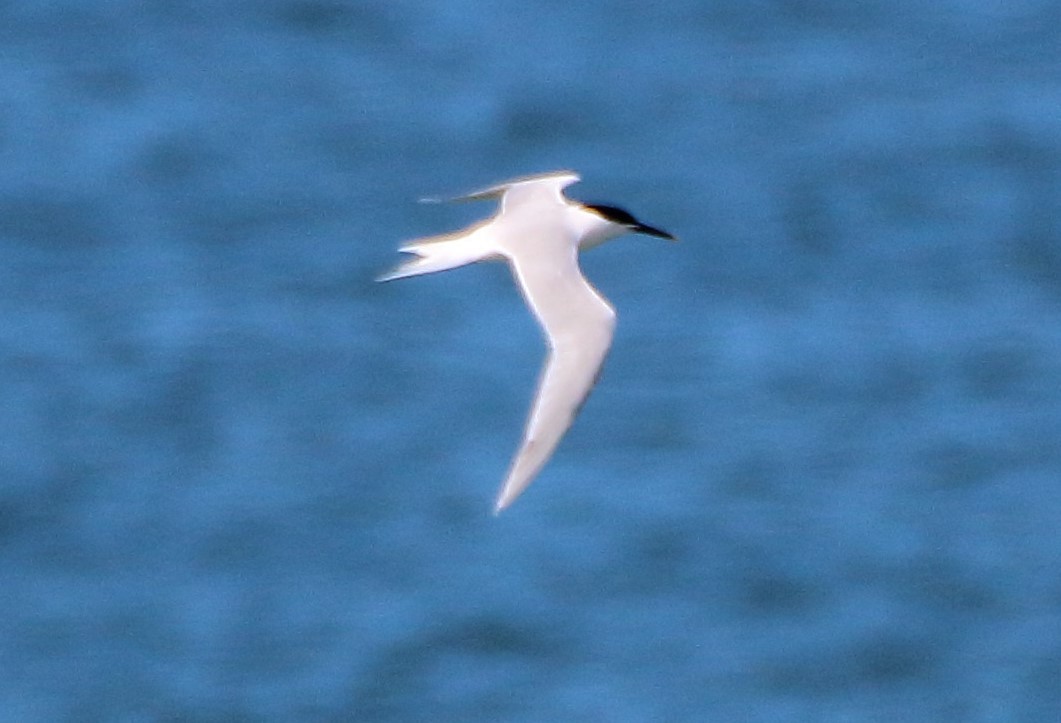 Sandwich Tern (Eurasian) - bousquet francois