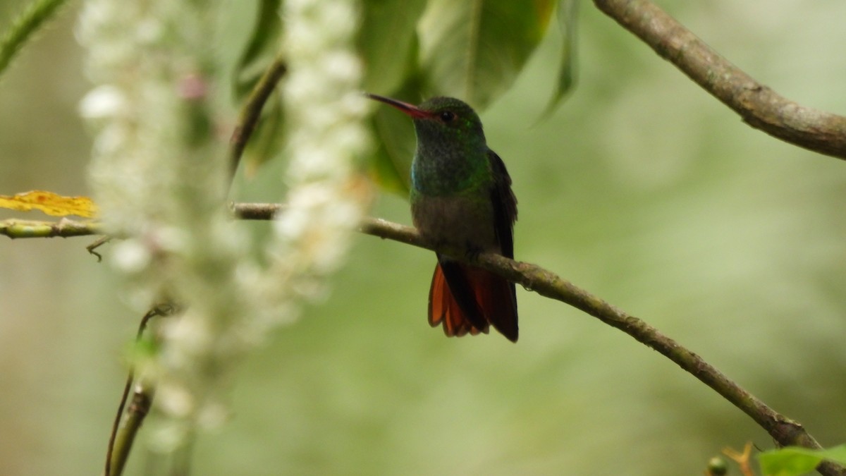 Rufous-tailed Hummingbird - Karen Evans