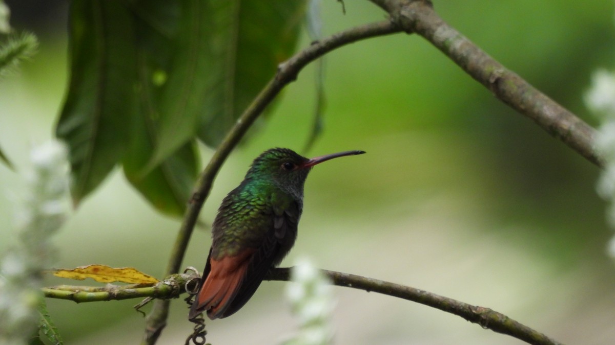 Rufous-tailed Hummingbird - Karen Evans